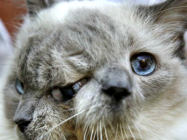 Worlds Oldest Janus Faced Cat Dies 1121